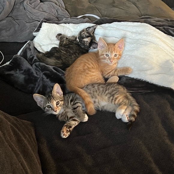 My grandkittens- they’ve grown! 6 months old now! - Picture 17 of 17